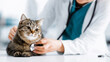 © Bonsales - Veterinarian examining tabby cat on clinic table, providing professional pet healthcare check up and animal welfare