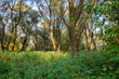 © Travel 'n' Lifestyle - View of sun-drenched meadow flourishing beneath the canopy of aged trees, painting a serene landscape in Bodiky, Trnava Region, Slovakia.