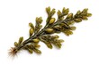© AkuAku - Fucus vesiculosus seaweed strand highlighted on clean white background