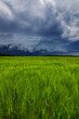 © Mantas Žiličius - Storm clouds of thunderstorm over a field in Lithuania