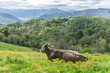 © Kova - Vaca asturiana en pradera verde con montañas al fondo en paisaje rural