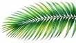 © lampu - Lush green palm frond with water droplets isolated on a clean white background vibrant nature detail