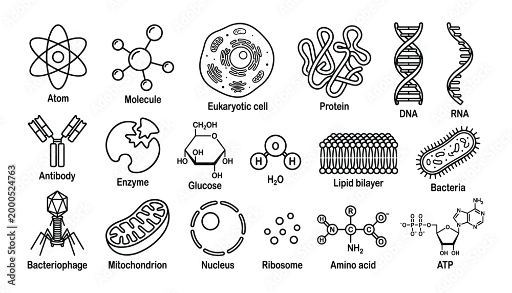 Scientific vector illustrations of molecules and biological structures ...