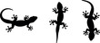 © MstTanzila - Set of gecko lizard silhouettes in different positions isolated on white background reptile animal black vector illustration collection