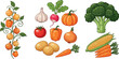 © MstTanzila - Vegetable vector illustration set with tomato potato carrot onion garlic pumpkin broccoli corn and peppers fresh organic food collection