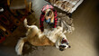© Lustre Art Group  - Top view woman playing with saint bernard dog at home pet bonding and care. Concept of pet insurance, veterinary services, emotional support and responsible ownership.