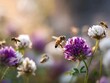 © Елена Плескач - Macro shot of a honeybee pollinating a purple clover flower in a sunny field