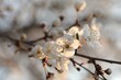 © Aniszewski - Close-up of white cherry blossoms at sunset, spring, Poland