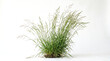 © Joseph - Green Tall Grass Plant Isolated on White Background
