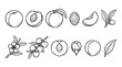 © Irtiko - Collection of hand drawn peach fruit vector graphic elements