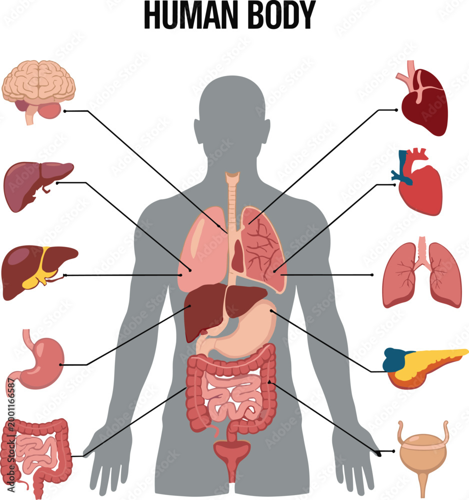 Human Body Anatomy Diagram With Labeled Organs brain Stock Vector ...