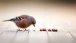 © SHI - pecking. A small bird pecks at berries, a seed falling as it prepares to fly in a natural setting. wildlife magazines, conservation campaigns, designed for nature documentaries and education.