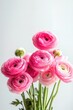 © zong - bouquet of pink ranunculus with layered petals, green stems and buds against a soft bright background evoking a delicate, romantic and joyful mood
