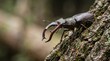 © idang - Stag Beetle on the tree