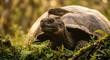© WealthyMinion -  A heartwarming behavioral shot of a small Darwin’s Finch perched atop the head of a giant tortoise, picking parasites from its skin.