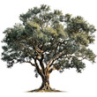 © Emery - Majestic Live Oak Tree isolated Transparent Background Professional Image Usage