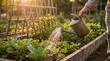 © Esther - Person using a vintage metal watering can to water young leafy vegetables in a sunny garden.