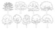 © Addictive Stock - Minimal style cad deciduous tree line drawing, Side view, set of graphics trees elements outline symbol for architecture landscape design. Vector illustration. outdoor forest garden section