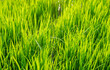 © Amin Rois - Close up of vibrant green rice seedlings growing in a nursery field, perfect for agricultural background, organic farming concept, and sustainable Asian rice production during planting season