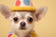 © Margarita Vais  - A chihuahua wears a colorful clown costume with dots and a tiny hat. The background is yellow. The dog looks at the camera with big, curious eyes, ready for fun