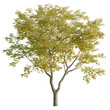 © DH Tree Stock - Ulmus changii tree, elevation, front view, cutout, transparent background, isolate, Detailed Close-up of a Lush Green Tree Branch with Vibrant Leaves, Natural Texture