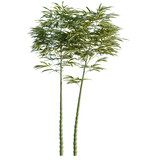 Phyllostachys aurea tree, elevation, front view, cutout, transparent background, isolate, Group of green bamboo stalks, natural texture, perfect for background and design elements.
