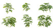 © Saifstock - Collection of Schefflera plants on transparent background