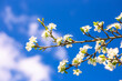 © Natalia - White blossoms on a tree branch against a bright blue sky with white clouds. Spring flowering, nature's beauty, floral sky background.