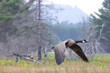 © Annette Buchkowski - Canada goose Branta canadensis in flight wings in downstroke providing lift and thrust flying low over a field with a backdrop of northern Ontario Canada scenic
