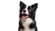 © Cian - Isolated happy black and white Border Collie dog portrait, panting and looking up