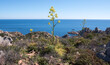 © Fabio Presutti - Veduta del mare con ferula, isola Caprera, Sardegna