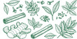 © Ishtiaq - Fresh ginger root with cinnamon sticks bay leaves and cloves arranged in a botanical illustration style