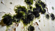 © Magdalena Wojaczek - Unsightly black and green mold growth, thriving on a damaged, peeling painted wall, indicates severe dampness and potential decay.