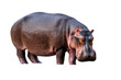 © Niamh - Isolated large wild hippopotamus, a powerful African mammal, standing still with rough skin