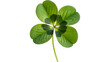 © Rifat6941 - Vibrant Green Four- Leaf Clover Stem on White Background four-leaf lucky