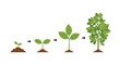 © Earlene - Infographic showing the life cycle of a green plant from a small seed sprout to a tall tree with many leaves on a white background.