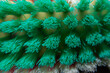 © Lianlly Jerome - Close up of green and white laundry brush.