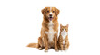 © shaista khawar - Golden retriever mix dog and ginger tabby cat sitting together, friendly domestic pets posing, adorable animal companions for veterinary and pet care isolated on Transparent Background