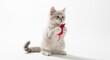 © faisal - Adorable fluffy kitten playing with red toy mouse, cute grey striped cat sitting on white background, playful young feline with pet toy