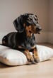 © Giuseppe Cammino - A Dachshund lying on a cushion