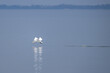 © StG Stockfoto - Schwan läuft über das Wasser um abzuheben