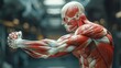 © Citra - Anatomical Model of Human Musculature Demonstrating Arm Movement