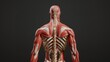 © pvl0707 - The Sculpted Canvas: Mans Muscular Back in the Spotlight