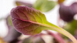 © Artem - A microgreen leaf with clear features including veins and color