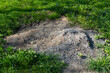 © Olga Grivcova - Burnt Ground Patch in Grass, Environmental Damage Concept