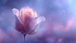 © Creative Vault - Soft pink rose flower blooming in dreamy blue purple light with romantic botanical background
