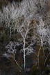 © Vicente Domingo - Contraste de álamos blancos en el bosque oscuro desde una perspectiva aérea