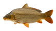 © lisan - A single common carp fish with golden scales and orange fins isolated on a plain white background