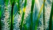 © LU - photosynthesis. Underwater view of aquatic plants with rising oxygen bubbles, serene sunlight. ESG reports, sustainability campaigns, designed for sustainability communications and ESG reporting.