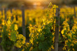 © 9parusnikov - Vineyard at sunset with warm golden light on grapevine leaves